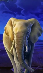 African Elephant